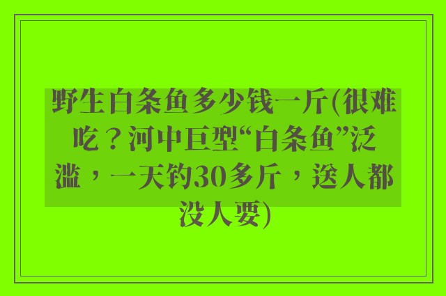 野生白条鱼多少钱一斤(很难吃？河中巨型“白条鱼”泛滥，一天钓30多斤，送人都没人要)