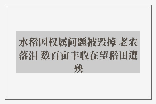 水稻因权属问题被毁掉 老农落泪 数百亩丰收在望稻田遭殃