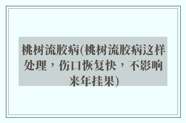 桃树流胶病(桃树流胶病这样处理，伤口恢复快，不影响来年挂果)