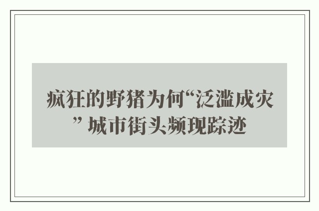 疯狂的野猪为何“泛滥成灾” 城市街头频现踪迹