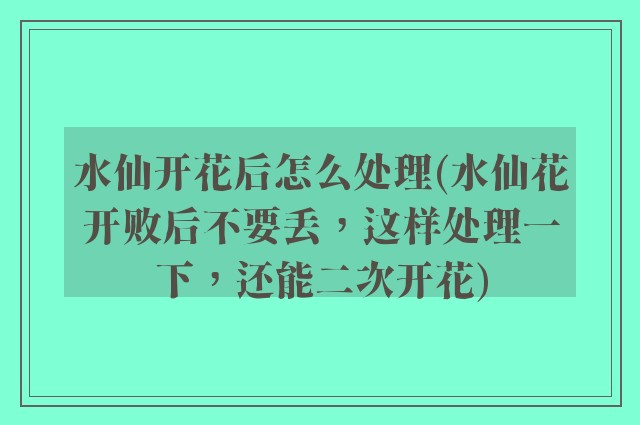 水仙开花后怎么处理(水仙花开败后不要丢，这样处理一下，还能二次开花)